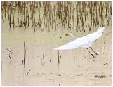 Egret