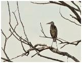 Heron